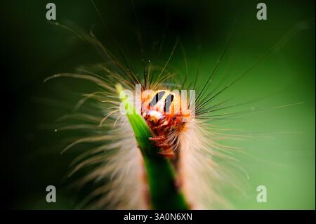 Chenille de la teigne tzigane alias la teigne spongieuse. Banque D'Images