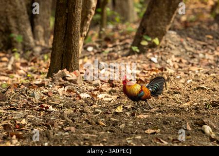 Mâle sauvage junglefowl rouge ou oiseau Gallus gallus ancêtre sauvage de la volaille domestique ou poulet marchant dans la réserve forestière du parc national safari pilibhit Banque D'Images
