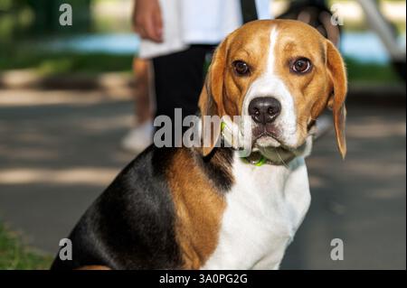 Chien en plein air. Portrait de chien beagle dans le parc. Gros plan photo de chien beagle dans la journée d'été Banque D'Images