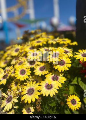 Fleurs Banque D'Images