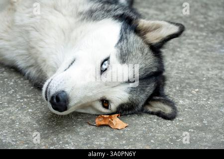 Gros plan portrait d'un Husky sibérien avec des yeux différents Banque D'Images