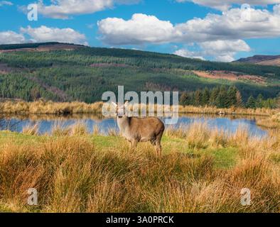 Un cerf rouge près de Garve dans les Highlands d'Écosse Banque D'Images