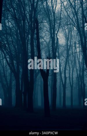 Forêt sombre, silhouettes d'arbres brumeuses noires et bleues Banque D'Images