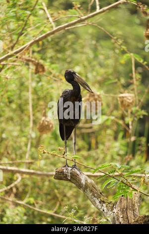African Openbill sur une branche Banque D'Images