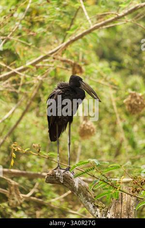 African Openbill sur une branche Banque D'Images