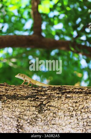 Gros plan d'un caméléon brun rampant sur une branche d'arbre tropical Banque D'Images