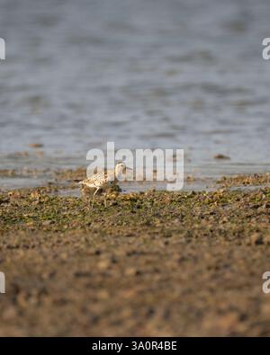 Un pluvier doré du Pacifique (pluvialis fulva), sur la plage et luisant dans la chaleur du soleil du matin sur l'île d'Andaman Sud. Banque D'Images