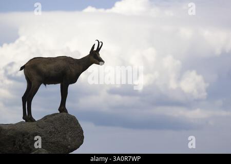 Un chamois mâle adulte (Rupicapra rupicapra) se dresse sur un rocher en basse lumière et surplombe son territoire. Des nuages orageux s'accumulent dans le ciel Banque D'Images