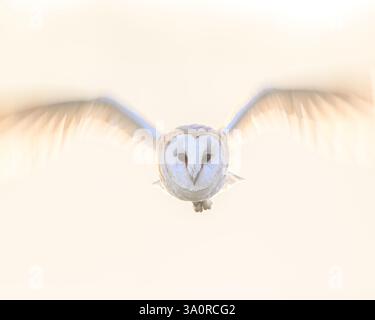 Chouette grange (tyto alba) dans l'Oxfordshire, Angleterre, Royaume-Uni Banque D'Images