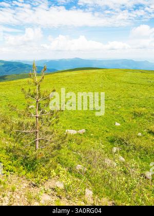 prairie verte dans le paysage de montagne des carpates. belle vue. paysage alpin avec arbre parmi l'herbe luxuriante sous un ciel bleu avec des nuages. vacances d'été Banque D'Images