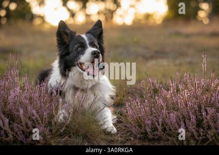 Adorable Border Collie sourit dehors pendant la saison estivale. Cute Black and White Dog se trouve dans Heather Flowers. Joyeux animal de compagnie dans Meadow nature. Banque D'Images