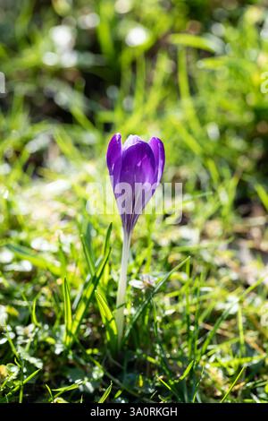 Un gros plan d'une fleur de crocus pourpre grandissant dans l'herbe par un matin ensoleillé tôt de printemps Banque D'Images