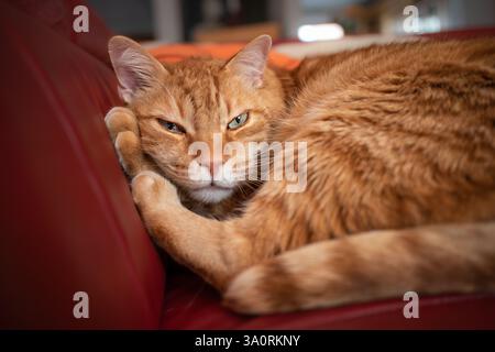 Ginger Tabby Cat s'allonge sur Red Sofa à l'intérieur. Adorable chat fourré repose sur le canapé. Joli animal domestique Lazy avec des yeux verts à l'intérieur. Banque D'Images