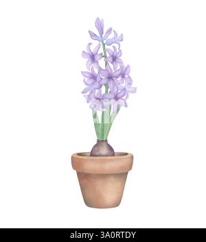 Jacinthe violette avec des feuilles vertes en pot de fleurs. Illustration botanique à l'aquarelle isolée sur blanc. Fleur de printemps dessinée à la main pour les cartes de voeux Banque D'Images