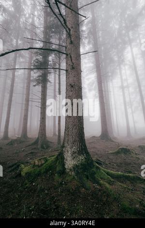 Misty Woods : une forêt dense avec de grands arbres enveloppés dans un épais brouillard créant une atmosphère éthérée et mystérieuse Banque D'Images