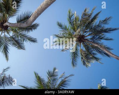 Une toile de fond de ciel bleu et de palmiers regardant vers le haut illustrant les vacances d'été, le soleil, les lieux tropicaux, la détente, la chaleur et l'évasion Banque D'Images