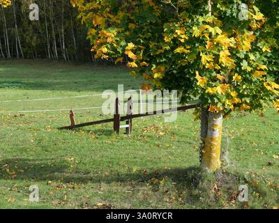 Une balançoire en bois robuste ornée de têtes de cheval se dresse sur une prairie verte à côté d'une arène d'équitation. L'automne ajoute une atmosphère particulière à la scène. Banque D'Images