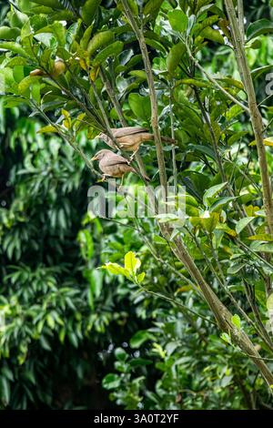 Le Jungle Babbler est un oiseau à l'aspect simple et compact, communément appelé Seven Sisters en raison de sa nature sociale Banque D'Images