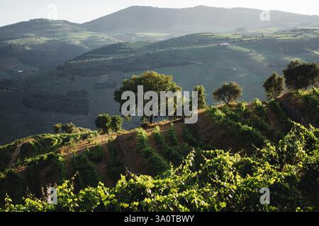 Les pentes des collines ornées de vignobles dans la vallée du Douro, Portugal, mettant en valeur un paysage magnifique et serein. Banque D'Images