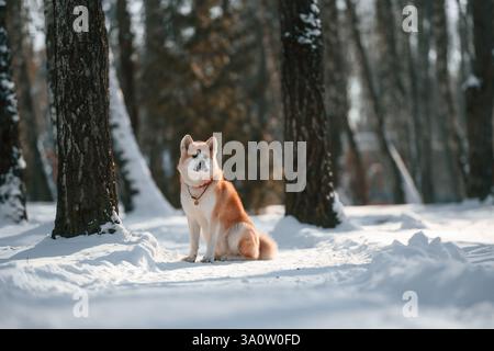 Dans la forêt. Akita inu chien est à l'extérieur dans le parc à l'heure d'hiver. Banque D'Images