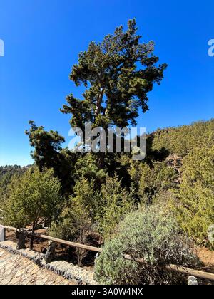 El Pino Gordo, deuxième arbre le plus haut en Espagne aussi appelé le plus gros, dans la forêt de pins sur les pentes du mont Teide, Tenerife, Espagne Banque D'Images