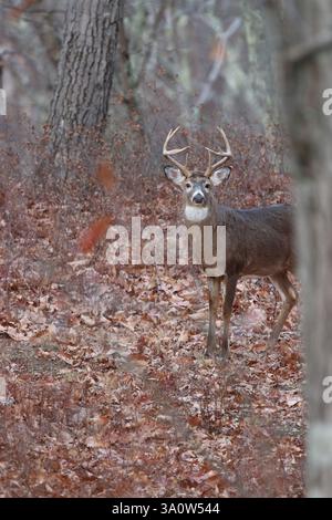 Un buck à queue blanche regardant derrière un arbre dans les bois Banque D'Images