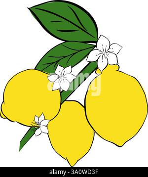 Branche de citron dessinée à la main illustration à l'encre de ligne graphique. Contour vectoriel et silhouette isolés avec des fleurs Illustration de Vecteur