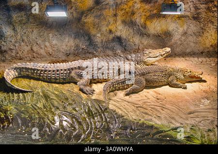 Deux crocodiles du Nil (Crocodylus niloticus) se trouvent ensemble. Au zoo de Zagreb, Croatie Banque D'Images