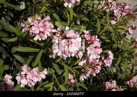 Gros plan de fleurs roses de Nerium Oleander Athènes Grèce Banque D'Images