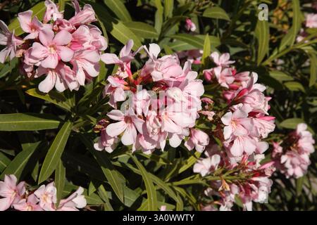 Gros plan de fleurs roses de Nerium Oleander Athènes Grèce Banque D'Images