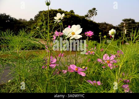 Un jardin vibrant rempli de fleurs cosmos en fleurs. Les fleurs sont principalement blanches et roses, debout haut au milieu d'un feuillage vert luxuriant. Banque D'Images