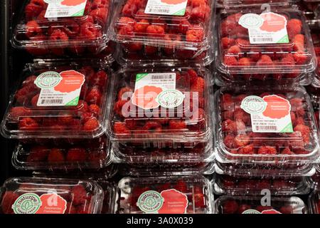 Scarsdale, New York, États-Unis. 4 mars 2025. Vue de boîtes de baies en vente au supermarché ShopRite à Scarsdale, NY le 4 mars 2025 alors que le président Trump imposait des droits de douane sur le Mexique, le Canada et la Chine. Les droits de douane menacent de déclencher une guerre commerciale. Beaucoup de fruits, légumes, baies sont cultivés principalement au Mexique (crédit image : © Lev Radin/ZUMA Press Wire) USAGE ÉDITORIAL SEULEMENT! Non destiné à UN USAGE commercial ! Banque D'Images