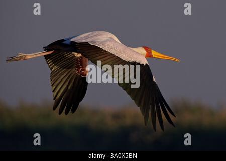 Cigogne à bec jaune, (Mycteria ibis), survolant la rivière Chobe, Botswana Banque D'Images