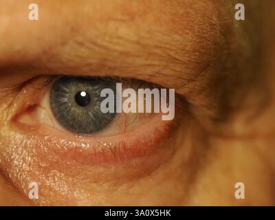 Gros plan d'un œil humain bleu partageant les veines injectées de sang et les détails de l'iris et de la cornée Banque D'Images