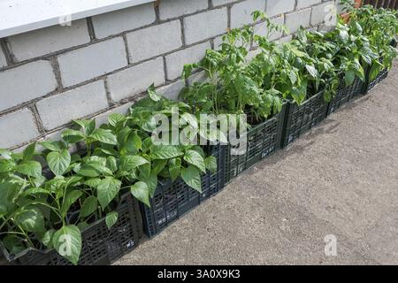 Les plants de tomates vertes et de poivrons cultivés à partir de graines sont prêts à être plantés dans le jardin. Les jardiniers s'attendent à une bonne récolte. Concept de jardinage. Banque D'Images