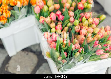 Gros plan rangées de bouquets de tulipes hollandaises jaunes fraîches enveloppées papier blanc vibrant vente de fleurs de rue. Lot bouquets de tulipes multicolores. Floral Banque D'Images