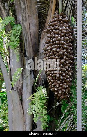 Fruits de palmier Cohune poussant sur un palmier à l'intérieur des ruines de la ville Maya antique d'Altun Ha. Rockstone Pond. District de Belize. Belize Banque D'Images