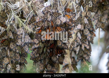 Nature’s Quilt : tresses de papillon monarque, Danaus plexippus, hivernant dans California Grove. Banque D'Images