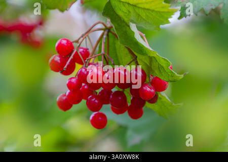 Un gros plan de baies de viburnum rouge éclatantes suspendues à une branche, entourées de feuilles vertes luxuriantes, créant une scène estivale fraîche et naturelle. Banque D'Images