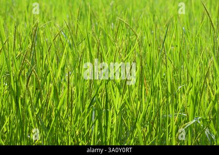 Les plants de riz vert sont sur le point de germer des oreilles, après quoi ils se transformeront en grains de riz dorés. Banque D'Images