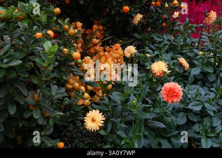 SINGAPOUR -24 janvier 2025- vue du jardin d'hiver Flower Dome aux jardins de la baie de Singapour pendant les fleurs printanières du nouvel an chinois lunaire Banque D'Images