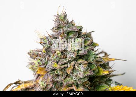 Gros plan sur la tête de cannabis mature. La fleur est pleine de feuilles et de bourgeons avec des trichomes. Partie détaillée de la plante après la récolte. Marijunana mûre et fraîche. Banque D'Images