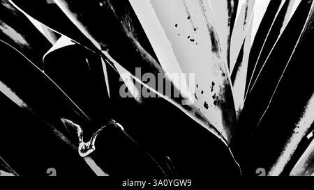 Nature abstraite, fleurs de lis à contraste élevé feuilles prises sur fond naturel sombre. Image de stock de nature en noir et blanc, Howrah, Bengale occidental. Banque D'Images