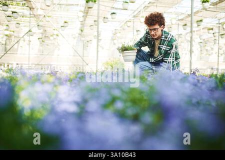 Fleurs de couleur pourpre. Le jeune homme aux cheveux bouclés et dans des verres est en serre. Banque D'Images