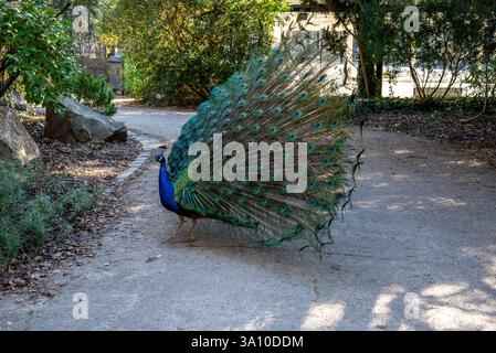 Un beau paon bougeant ses plumes. Perle indienne étalant ses plumes Banque D'Images