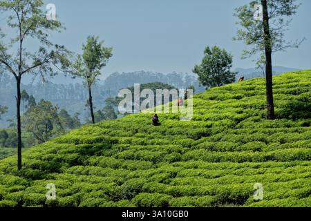 Cueilleurs de thé tamouls dans le domaine du thé Battalgalla, Pekoe Trail, Norwood, Sri Lanka Banque D'Images