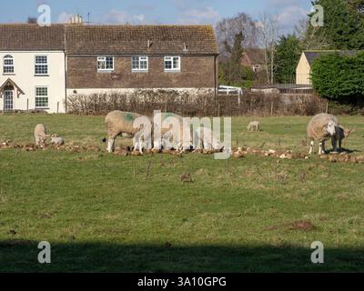 Moutons et agneaux qui paissent sur des légumes racines dans un champ du village de Milton Malsor, Northamptonshire, Royaume-Uni Banque D'Images
