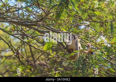 Portrait de singe écureuil (Saimiri) dans la canopée de la forêt tropicale de la rivière Amazone, parc national de Yasuni, Équateur. Banque D'Images