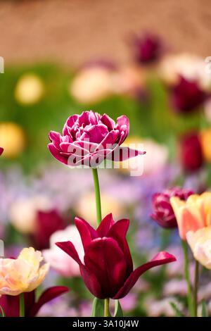 Gros plan de tulipes doubles violettes et roses fleurissant dans un parterre de fleurs à Marne-la-Vallée, Île-de-France, France. Banque D'Images
