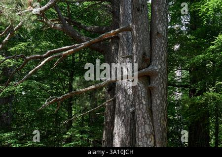 Gros plan du tronc massif et des branches d'un ancien pin calabrique dans la réserve naturelle des géants de Sila, Spezzano della Sila, Calabre, Ital Banque D'Images
